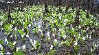 mizubasho2-20250415134030.jpg