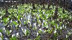 mizubasho2-20250415140028.jpg