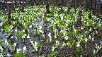 mizubasho2-20250415141028.jpg