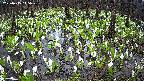 mizubasho2-20250415145030.jpg