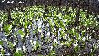 mizubasho2-20250415150028.jpg