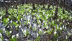 mizubasho2-20250415152029.jpg