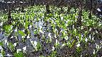 mizubasho2-20250415155029.jpg