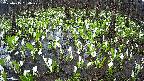 mizubasho2-20250415160030.jpg