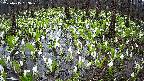 mizubasho2-20250415163030.jpg