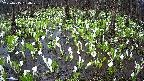 mizubasho2-20250415164031.jpg
