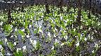 mizubasho2-20250415165031.jpg