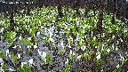 mizubasho2-20250415171026.jpg