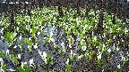 mizubasho2-20250415173030.jpg