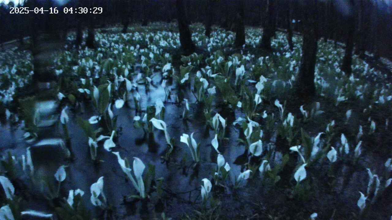 mizubasho2-20250416043030.jpg