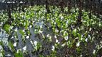 mizubasho2-20250416050028.jpg