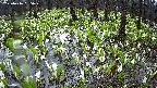 mizubasho2-20250416055030.jpg