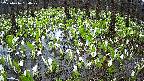 mizubasho2-20250416064030.jpg