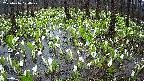 mizubasho2-20250416070029.jpg