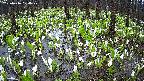 mizubasho2-20250416074029.jpg