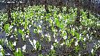 mizubasho2-20250416083031.jpg