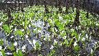mizubasho2-20250416110029.jpg