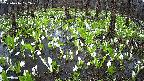 mizubasho2-20250416122028.jpg