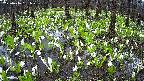 mizubasho2-20250416131030.jpg