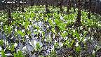 mizubasho2-20250416133029.jpg