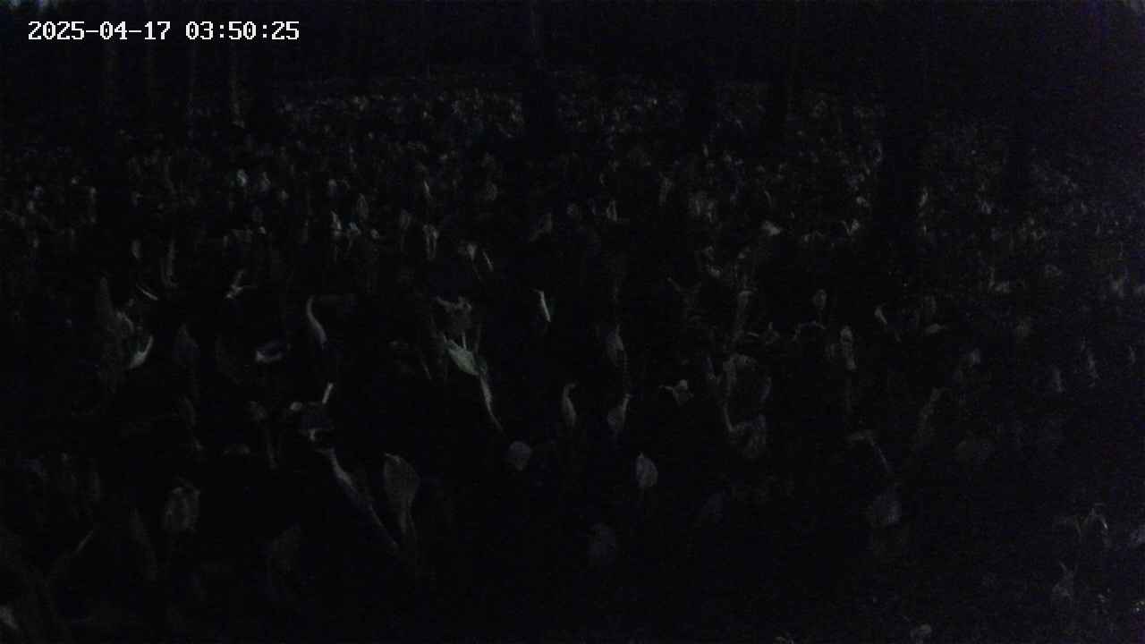 mizubasho2-20250417035026.jpg