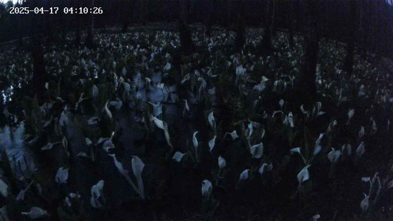 mizubasho2-20250417041027.jpg