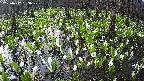 mizubasho2-20250417053030.jpg