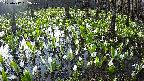 mizubasho2-20250417062030.jpg