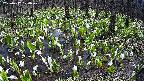 mizubasho2-20250417120030.jpg