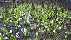mizubasho2-20250417121028.jpg