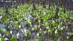 mizubasho2-20250417123032.jpg