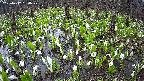mizubasho2-20250417130028.jpg