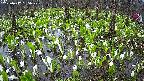 mizubasho2-20250417165029.jpg