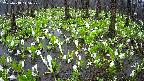 mizubasho2-20250418115031.jpg