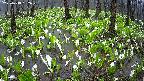 mizubasho2-20250418162028.jpg