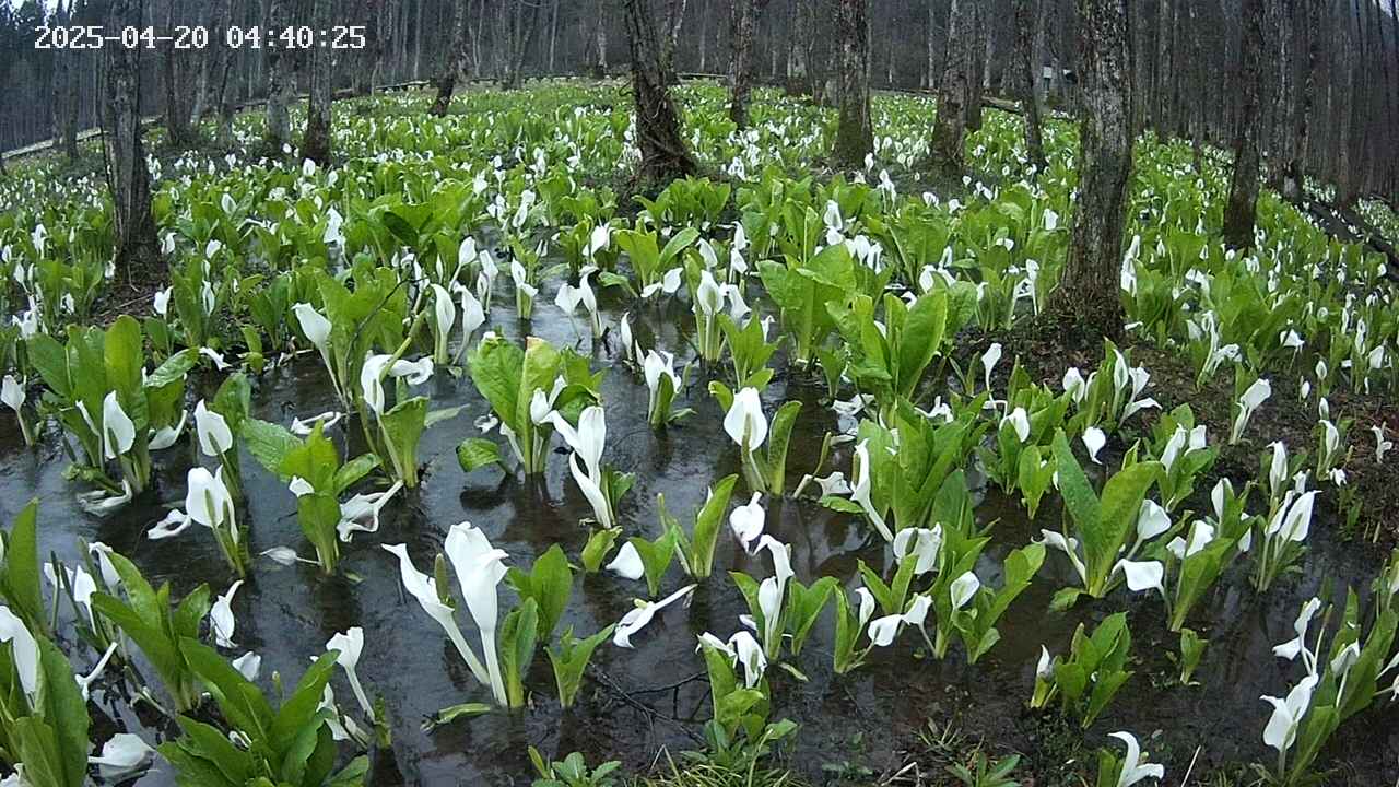 mizubasho2-20250420044027.jpg