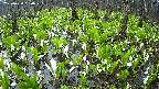 mizubasho2-20250420050029.jpg