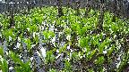mizubasho2-20250420051029.jpg