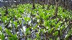 mizubasho2-20250420053029.jpg