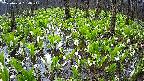 mizubasho2-20250420054026.jpg