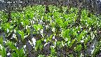 mizubasho2-20250420055027.jpg