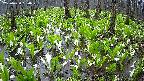 mizubasho2-20250420060027.jpg