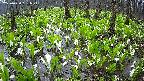 mizubasho2-20250420061026.jpg