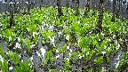 mizubasho2-20250420062028.jpg