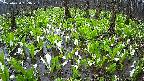 mizubasho2-20250420063027.jpg