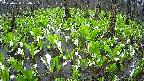 mizubasho2-20250420064027.jpg