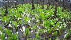 mizubasho2-20250420065028.jpg