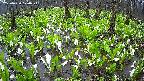 mizubasho2-20250420070026.jpg