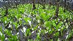 mizubasho2-20250420071026.jpg