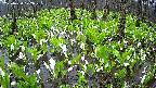 mizubasho2-20250420072028.jpg